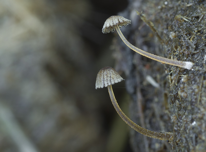 Coprinellus curtus